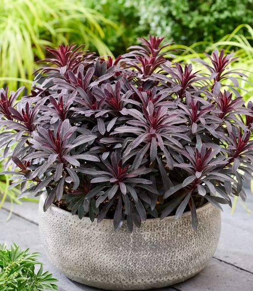 Euphorbia amygdaloides 'Miner's Merlot'